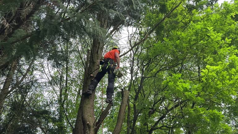 Best Hazardous Tree Removal  in West Dundee, IL